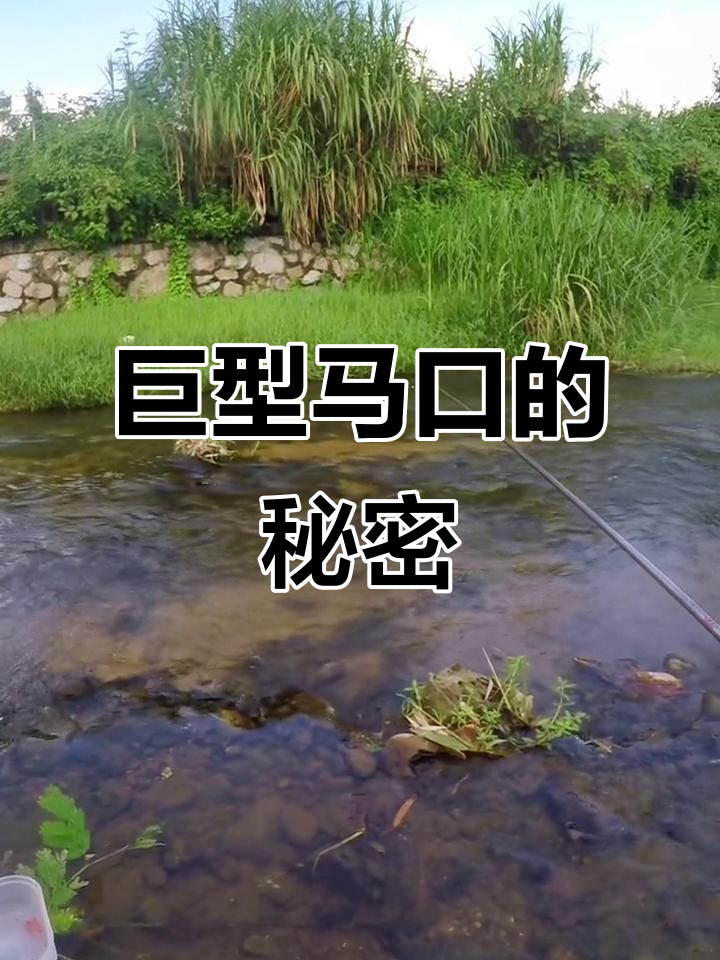 在从化罗村,发现20余条巨型马口鱼!