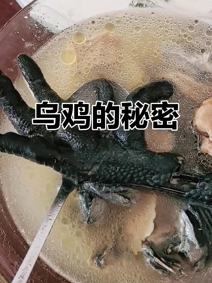 原来乌鸡脚趾多一根，差点误以为是变异！