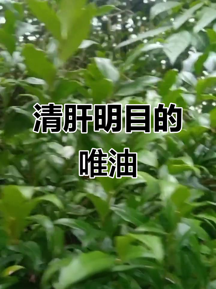唯油与观音菜的神奇作用,清肝明目又去家鱼