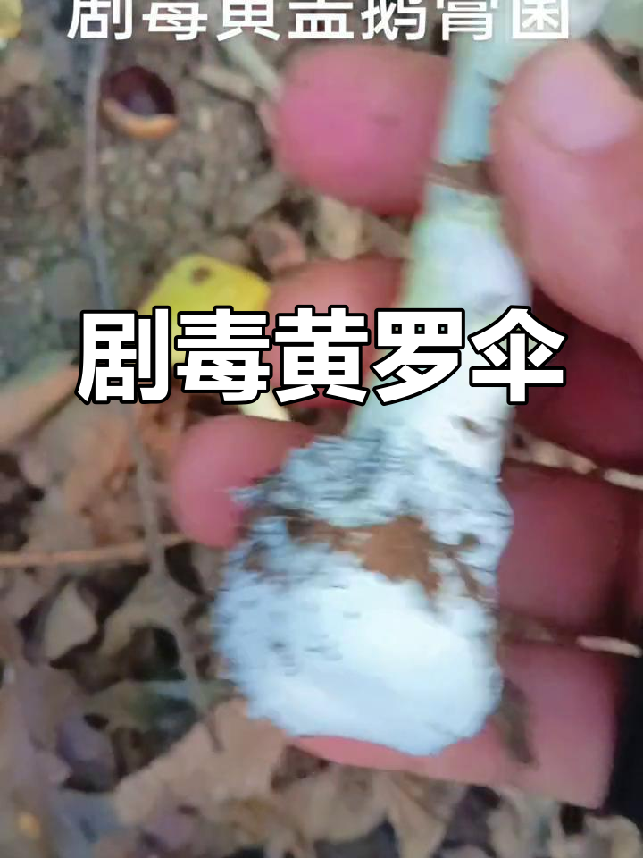 2021年提醒:黄盖鹅膏毒性极强,误食可致命!