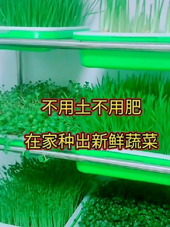不用土不用肥教你在家种植芽苗菜,每天采摘