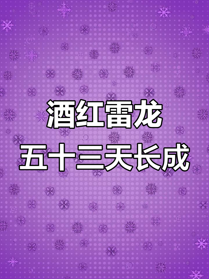 酒红雷龙鱼五十三天成长记:从四厘米到六厘米,变化惊人