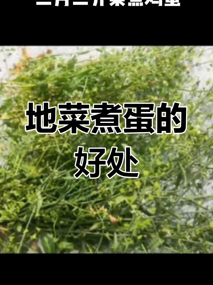 农历三月三,地菜煮鸡蛋的养生功效