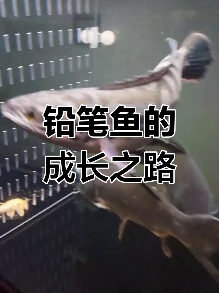铅笔鱼成长记:从小宝宝到成年,变化惊人