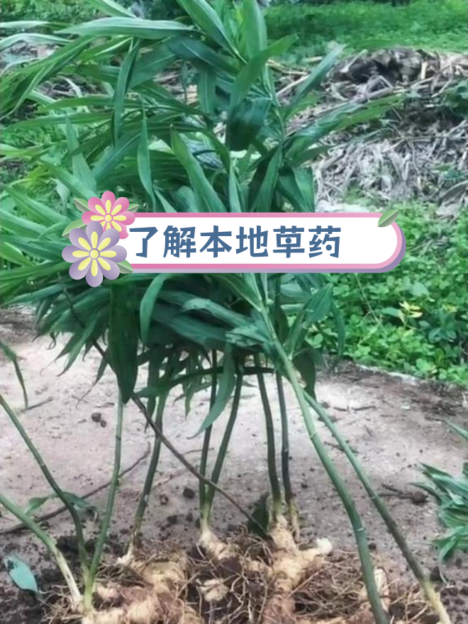 你家乡有这种神奇植物吗?