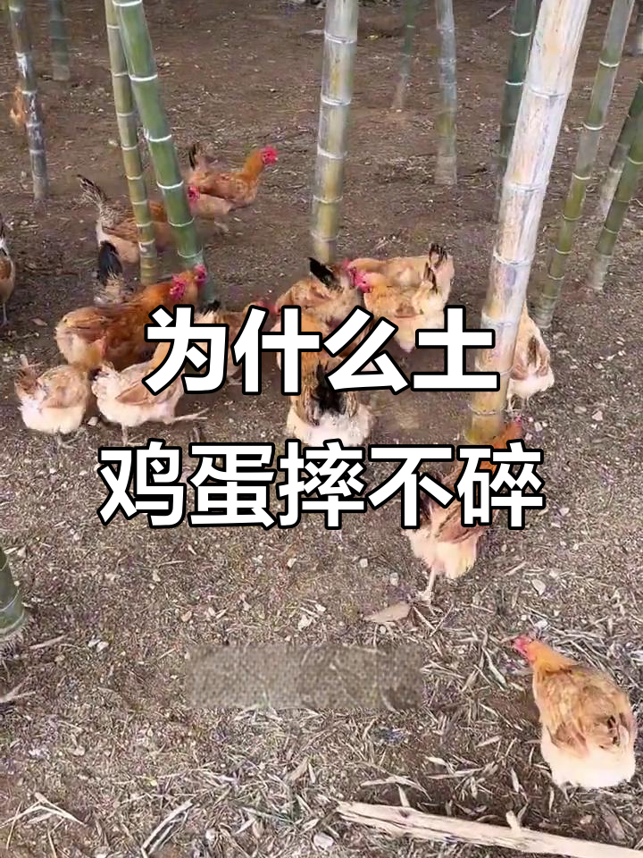 土鸡蛋为何摔不破？揭秘蛋壳的秘密