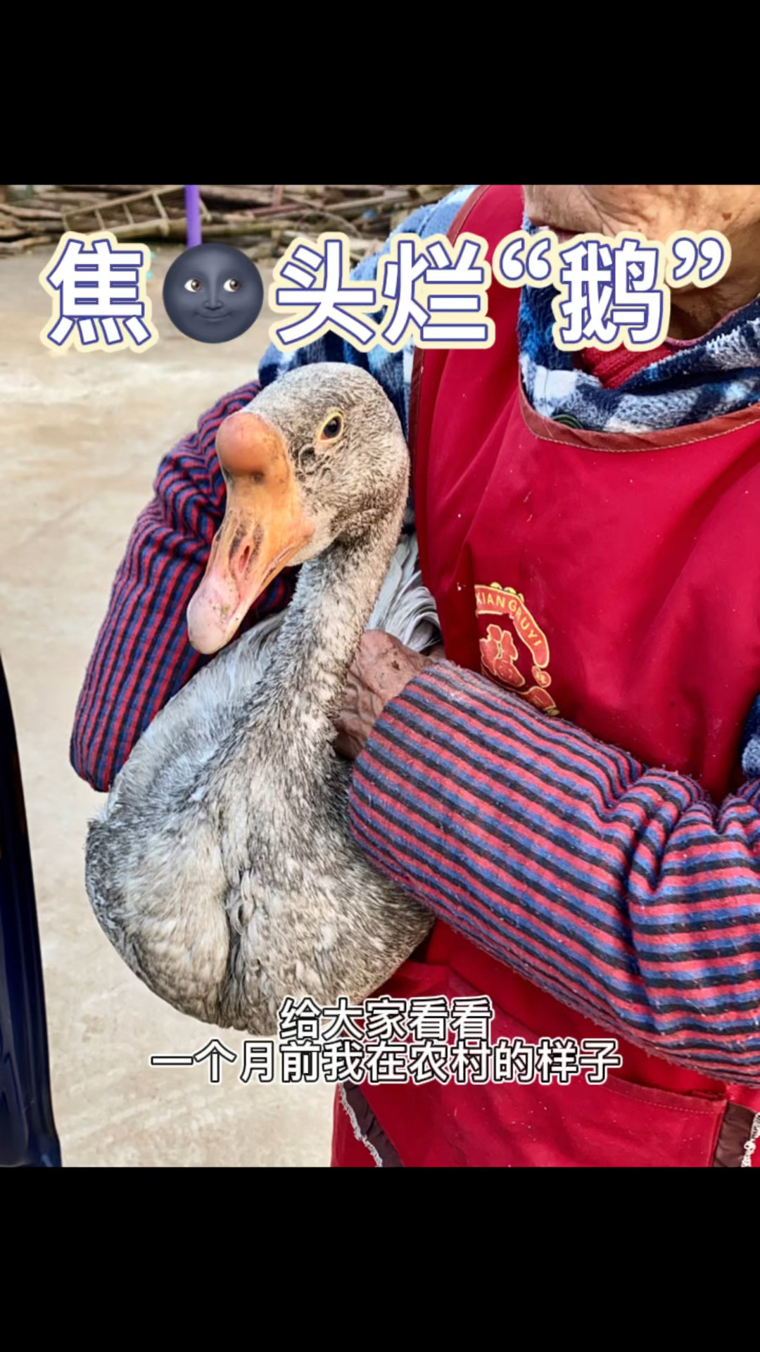 你肯定没见过 焦头烂“鹅”