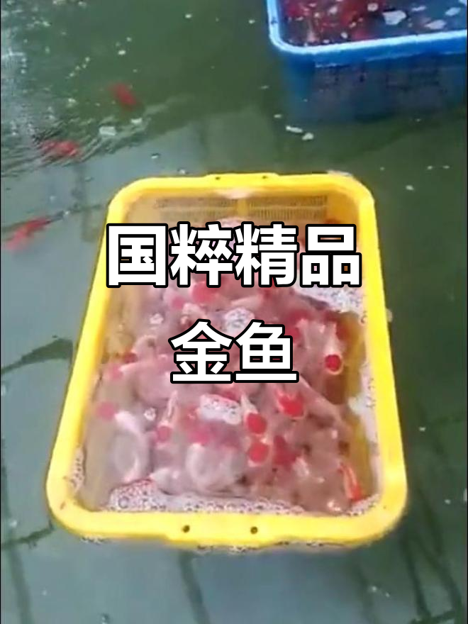 鹤顶红金鱼与五花鎏金:国粹之美尽显