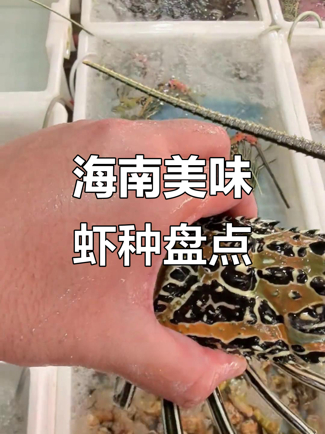 海南常见特色虾类大揭秘，密码龙虾比龙虾还好吃！