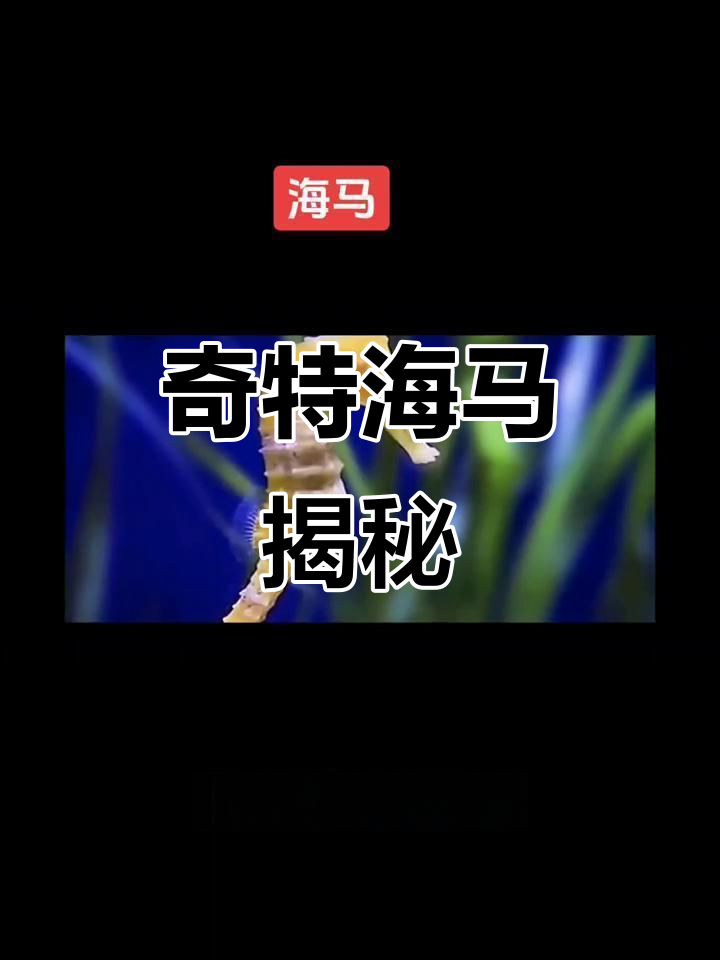 海马:海洋中的“马头鱼”,独特伪装技巧揭秘