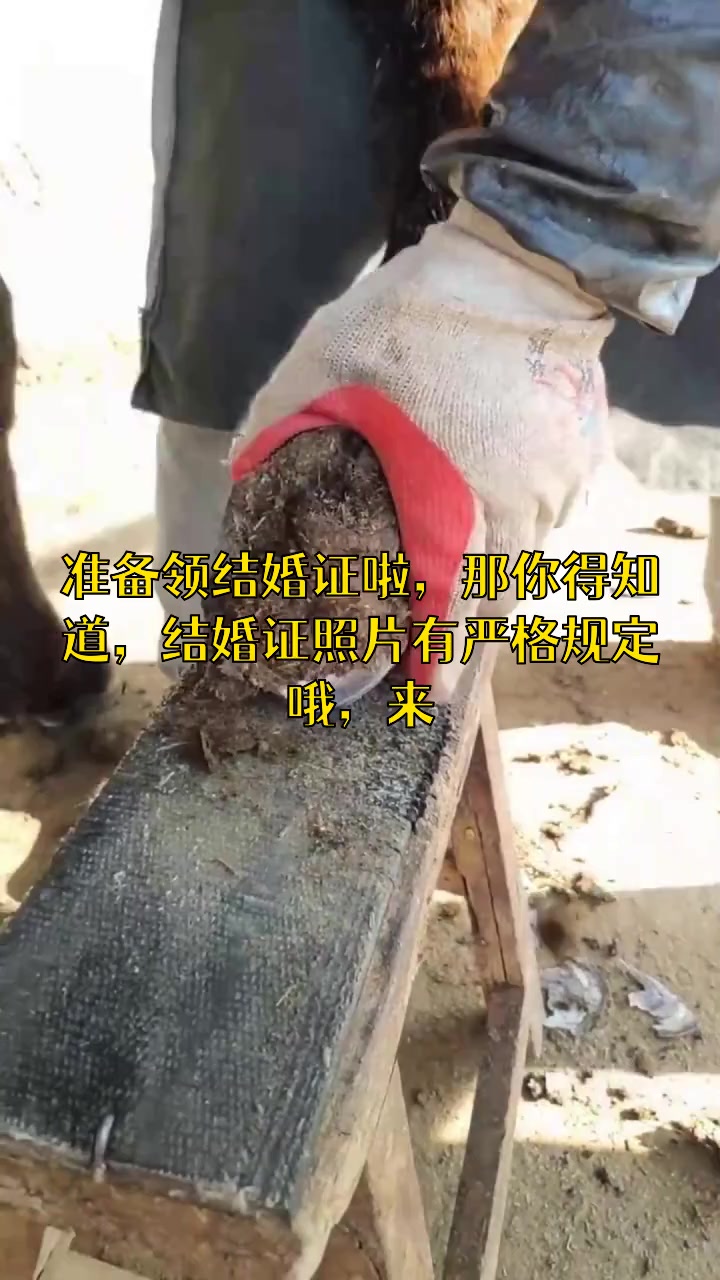 结婚证是多大的照片