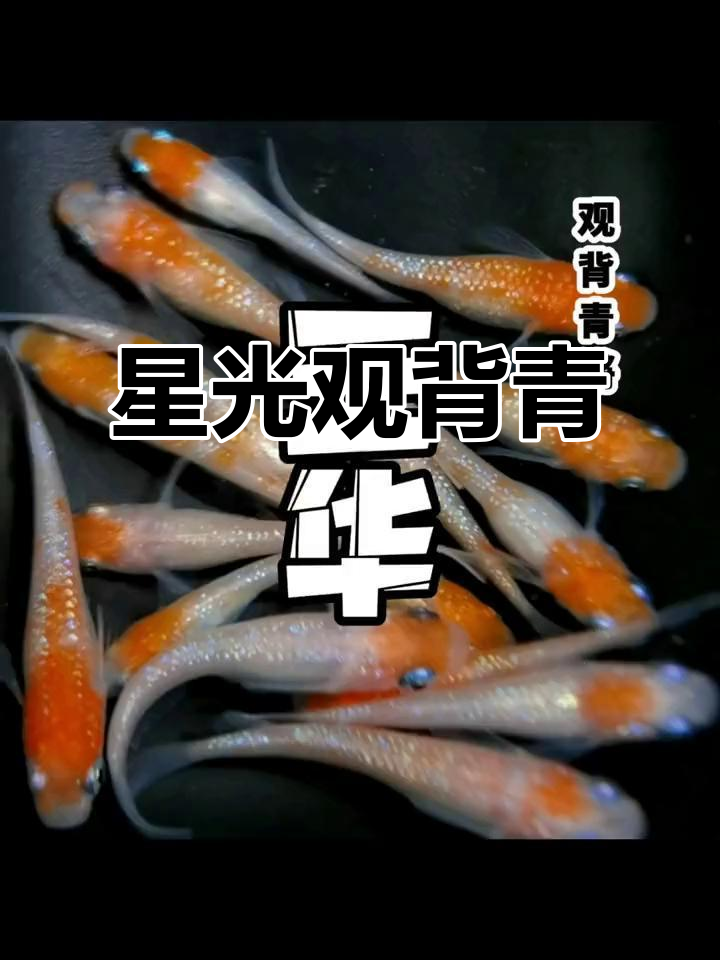 观背青鳉:星光闪耀的冷水鱼品种,背部鳞片独特魅力