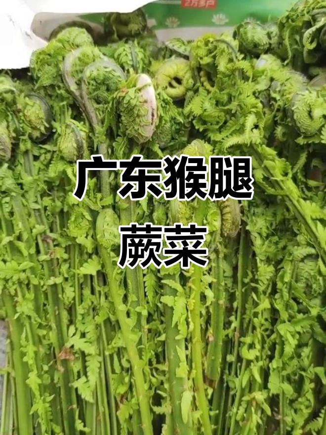 广东特色猴腿蕨菜,美味又健康