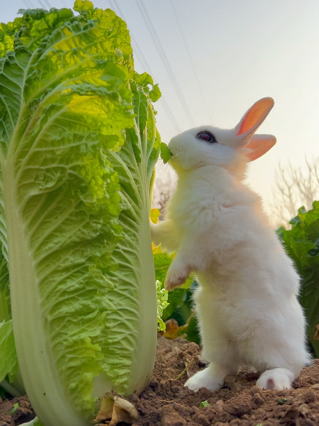 兔子啃白菜，就像饿狼蚕食，这声音太好听了！_哔哩哔哩_bilibili