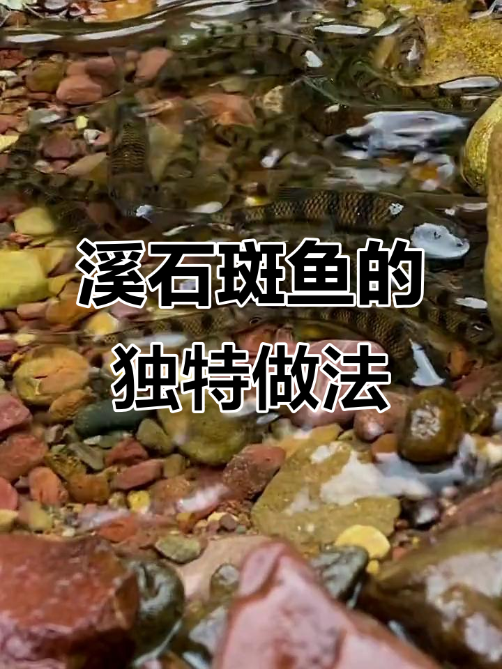 小溪石斑鱼:水质决定美味,五斤鲜鱼做一斤干肝