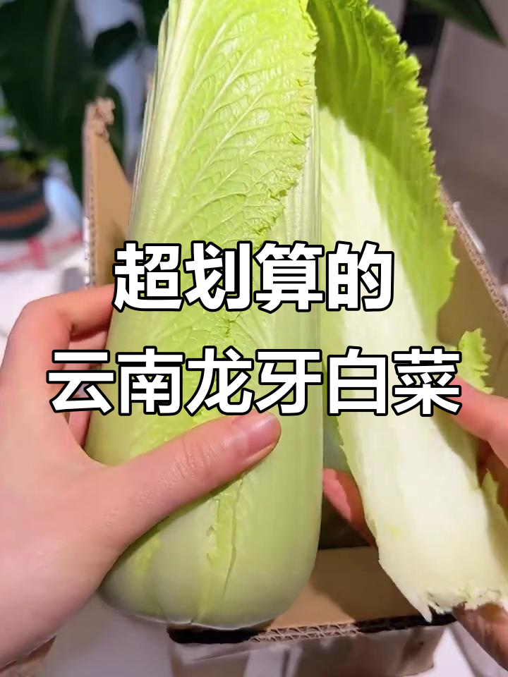 云南龙牙白菜，脆嫩无丝，线上超值购买体验