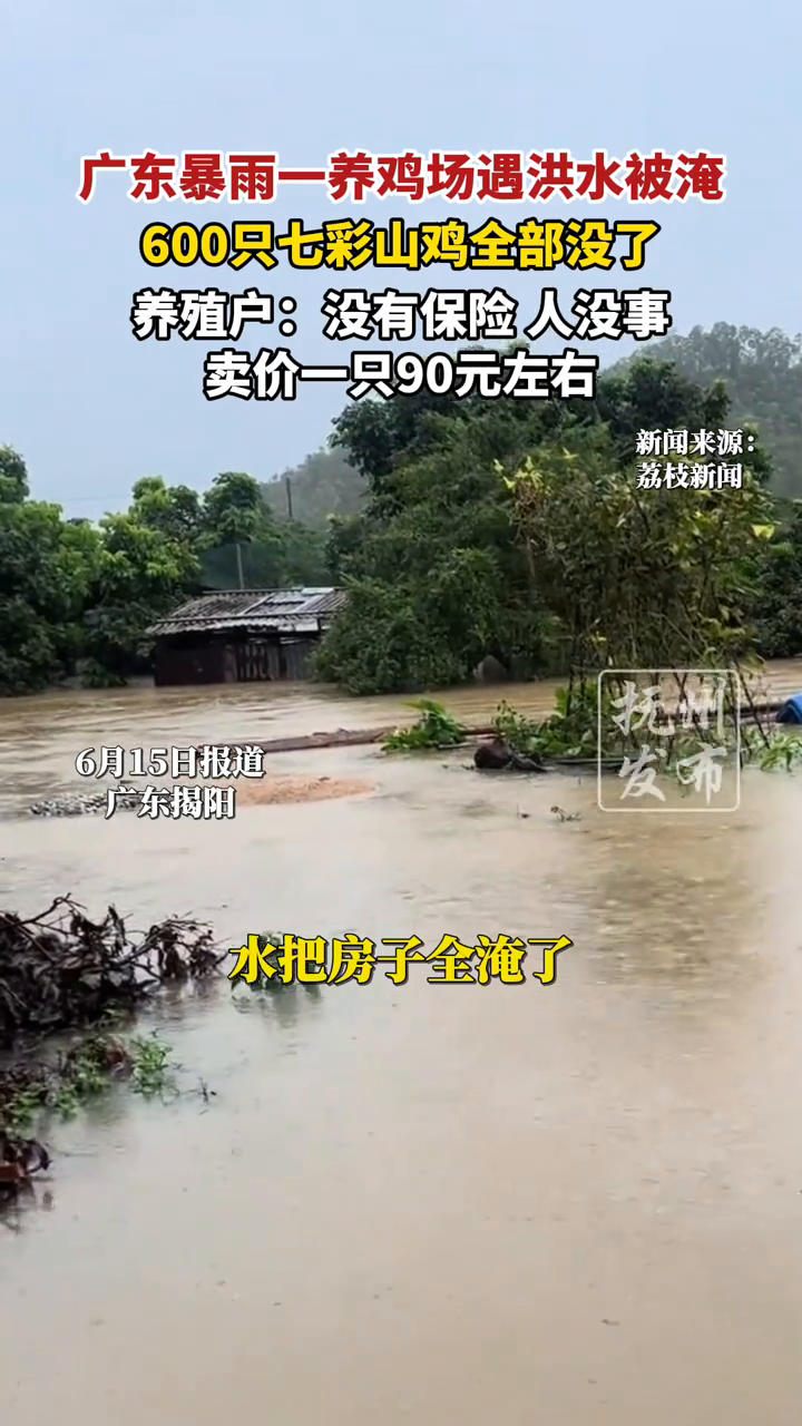 广东暴雨一养鸡场遇洪水被淹，600只七彩山鸡全部没了