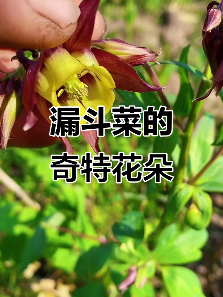 东北野生楼斗菜：独特花型与蜜造型，美丽又可食用