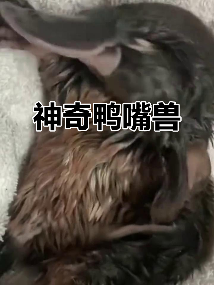 鸭嘴兽:进化论的奇葩生物,既能下蛋又能哺乳