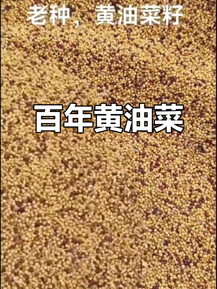 9月黄油菜籽,百年传承,香气扑鼻油质纯净