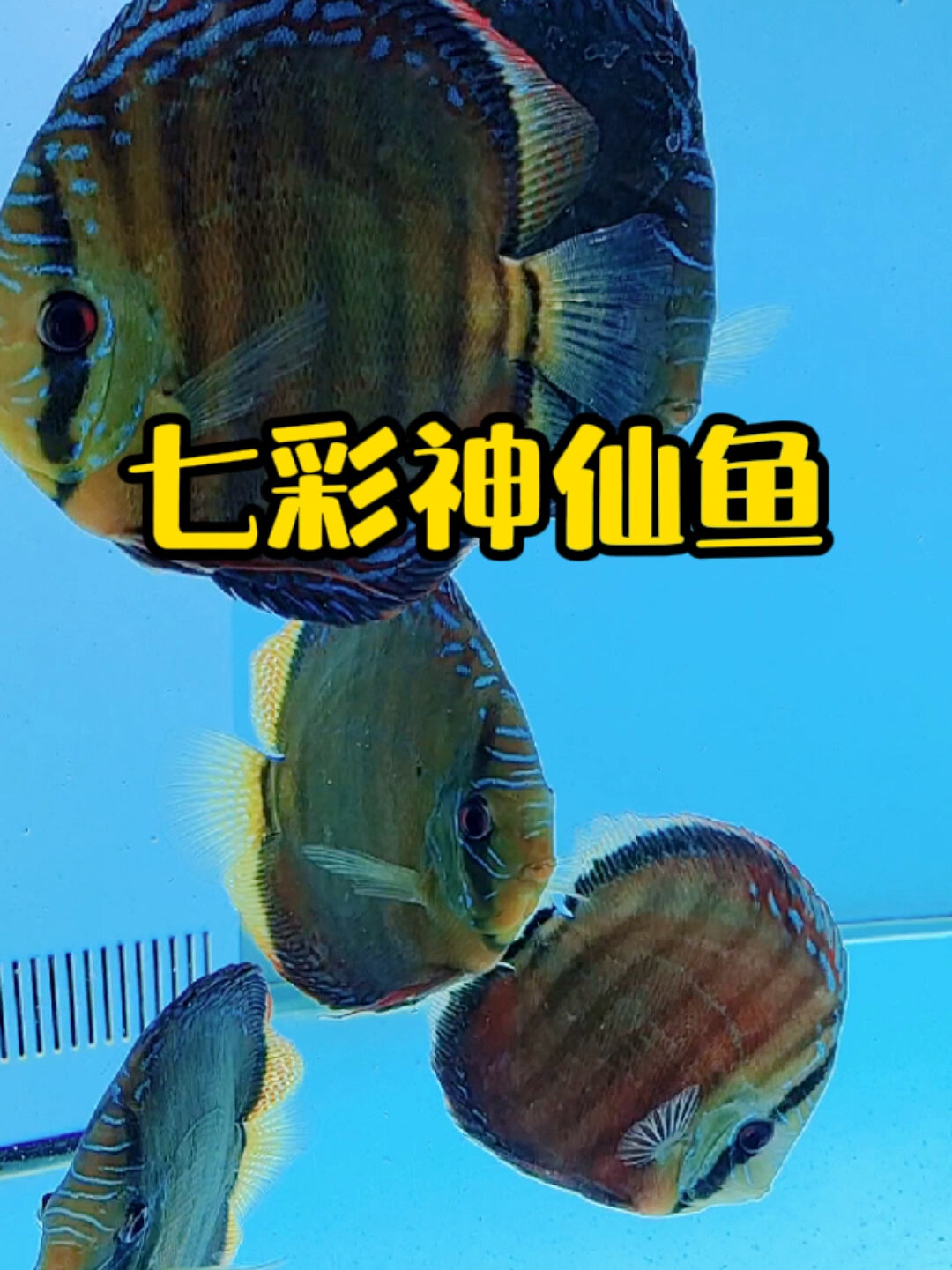 观赏鱼之王 七彩神仙鱼
