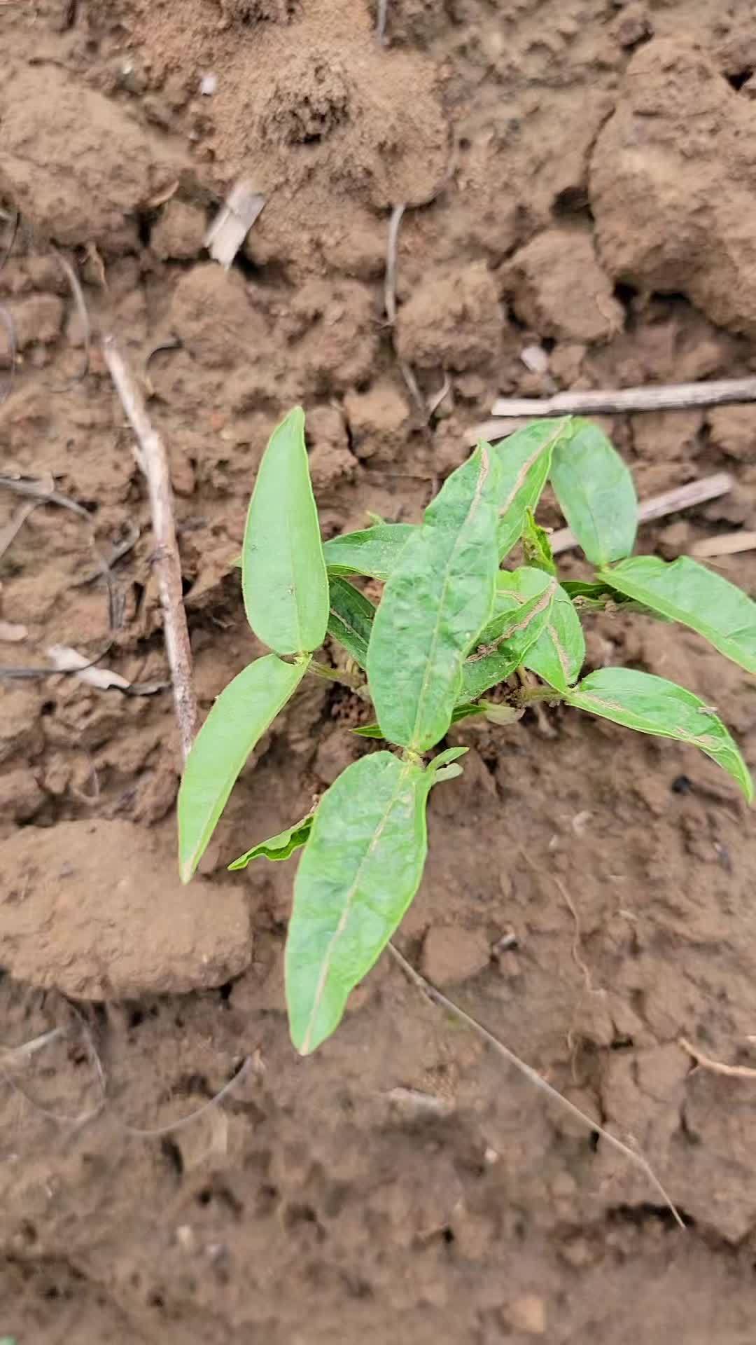 韭菜籽 荆芥 薄荷 识百草 冬葵 那些你吃过却不知道是中草药的中药材?你还知道哪些呢?