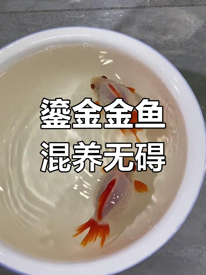 鎏金金鱼混养两年,未见咬鱼现象