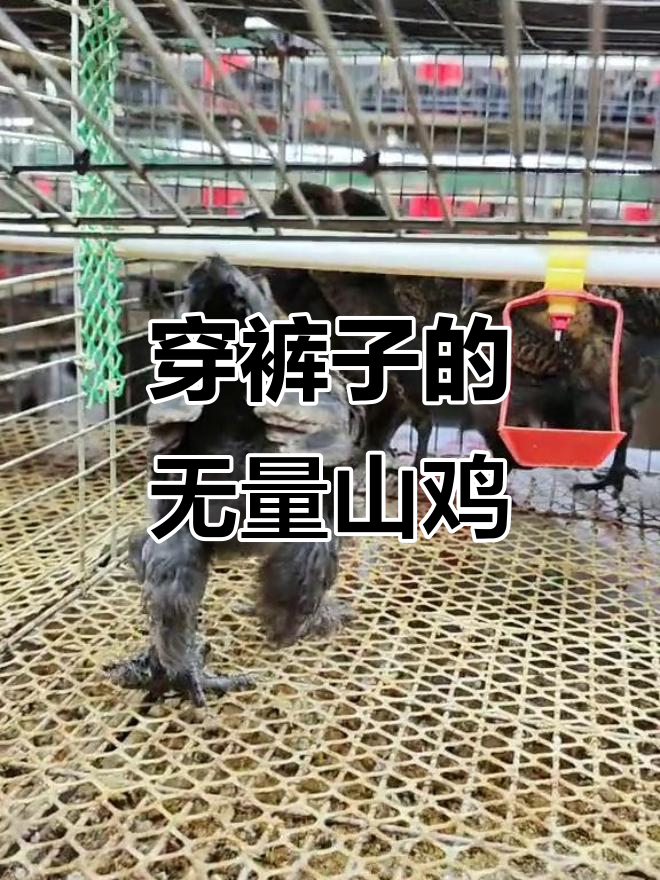 无量山毛脚鸡:穿裤子的土鸡,生态散养魅力十足