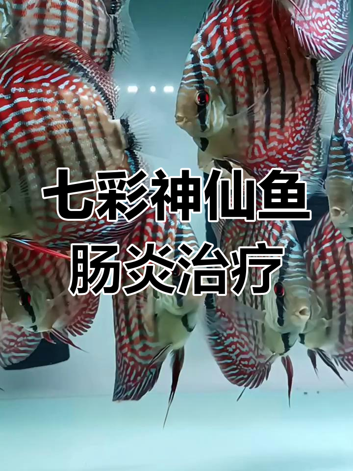 七彩神仙鱼肠炎症状与治疗方法全解析