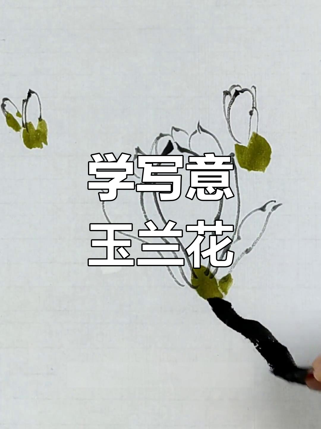 玉兰花的画法,简单步骤教你轻松上手