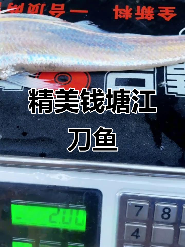 钱塘江刀鱼：鲜美如画，每条都是极品
