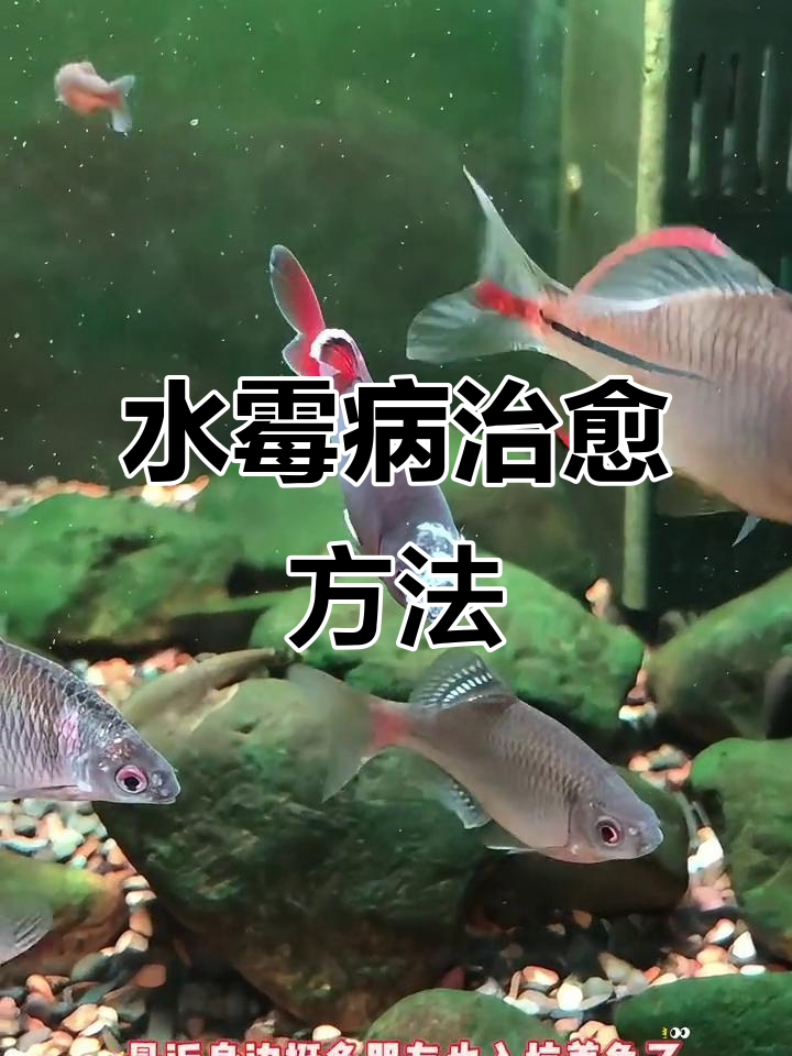 鱼长白毛怎么办?水霉病治疗全攻略