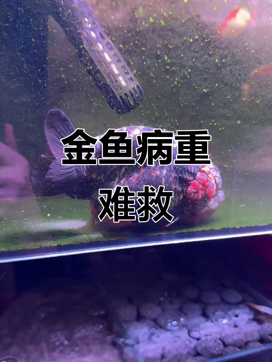 兰寿金鱼病情恶化,肠炎憋卵引发严重症状