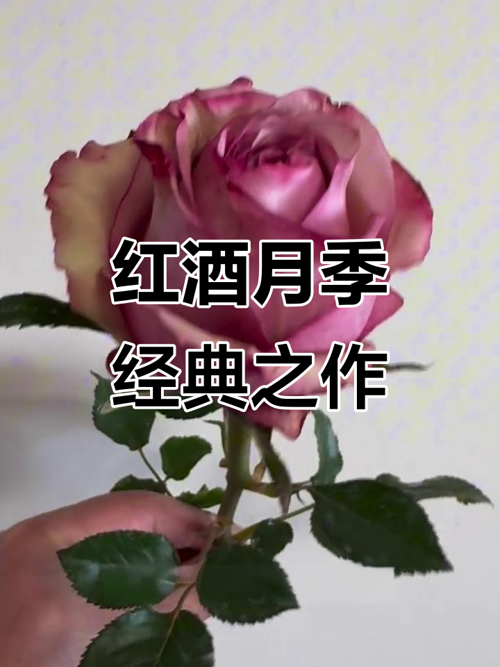 经典红酒月季,双色玫瑰的魅力与持久花期