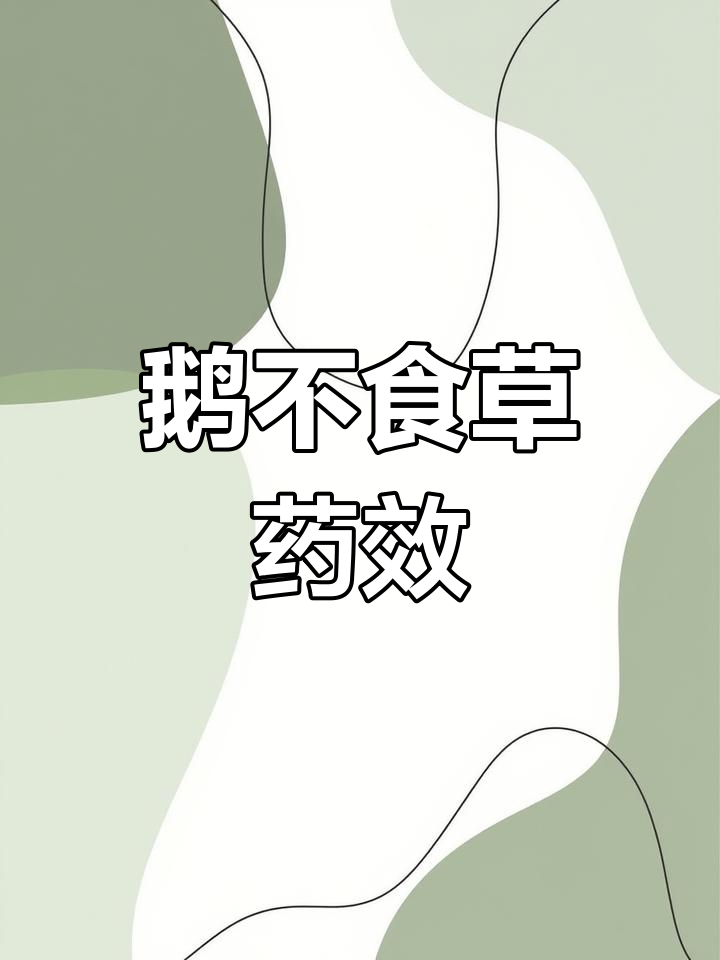 鹅不食草的药用功效与应用