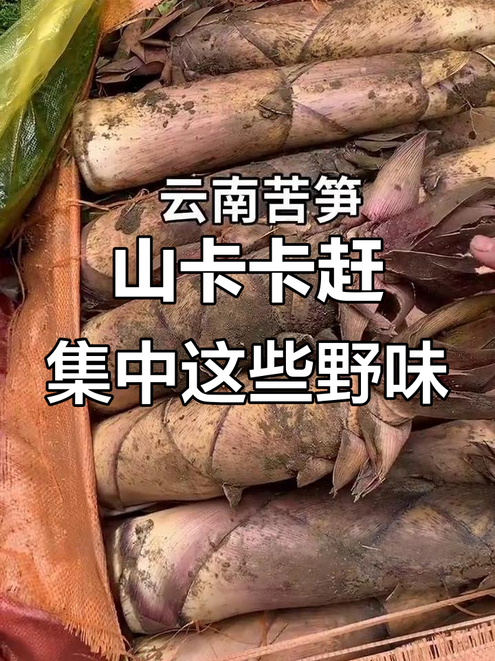 云南山卡卡赶集,野生菜大丰收!