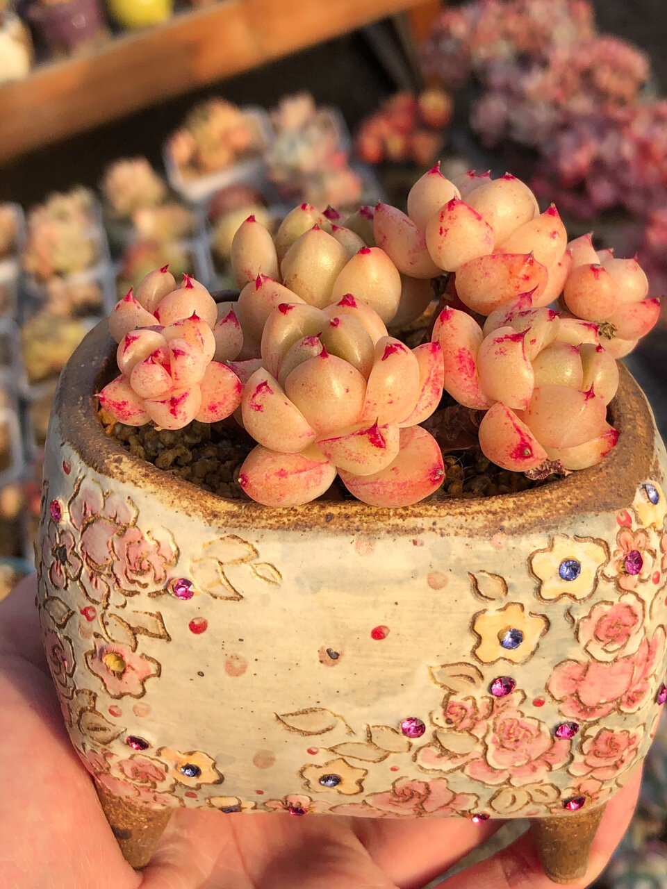 多肉 石英杂的蜕变