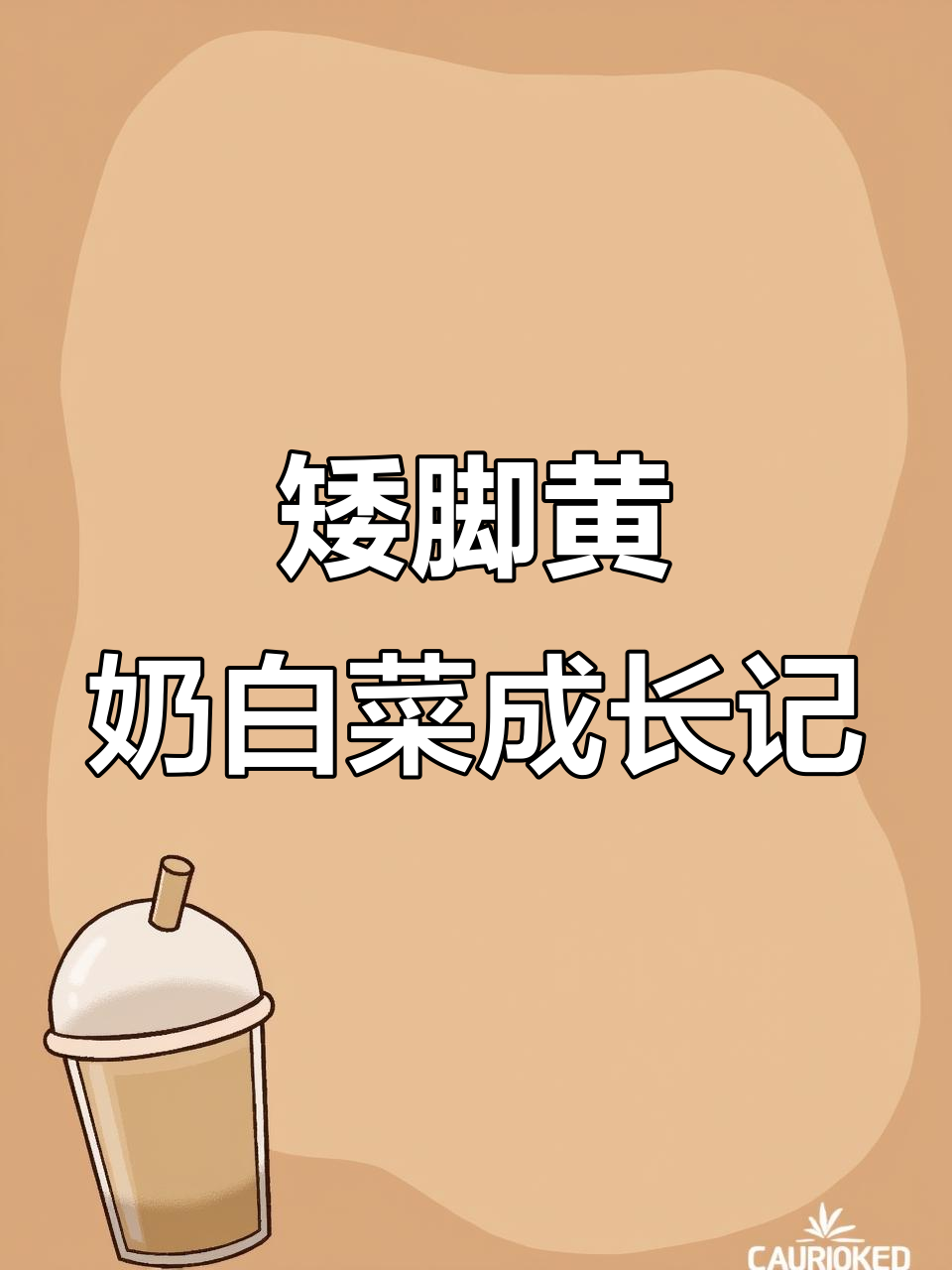 矮脚黄奶白菜,四十天快速长成荷花形,叶大又韧