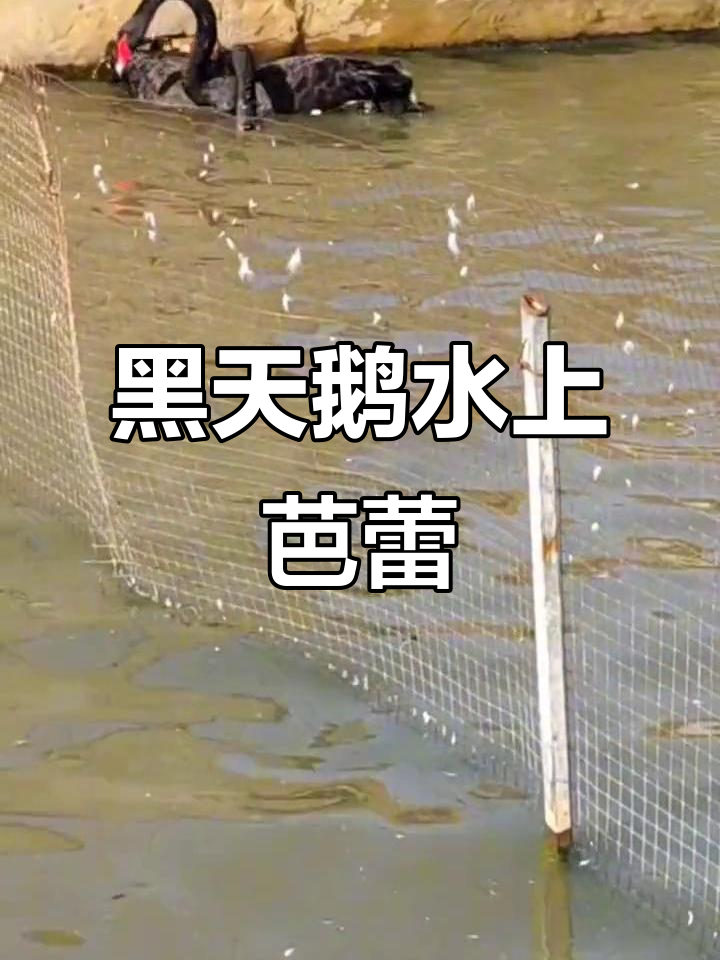 黑天鹅水上芭蕾精彩演绎,舞蹈与自然的完美融合