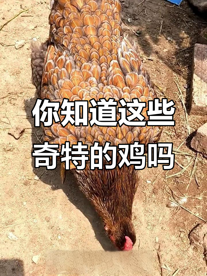 18种奇特鸡类大揭秘,你见过几种?