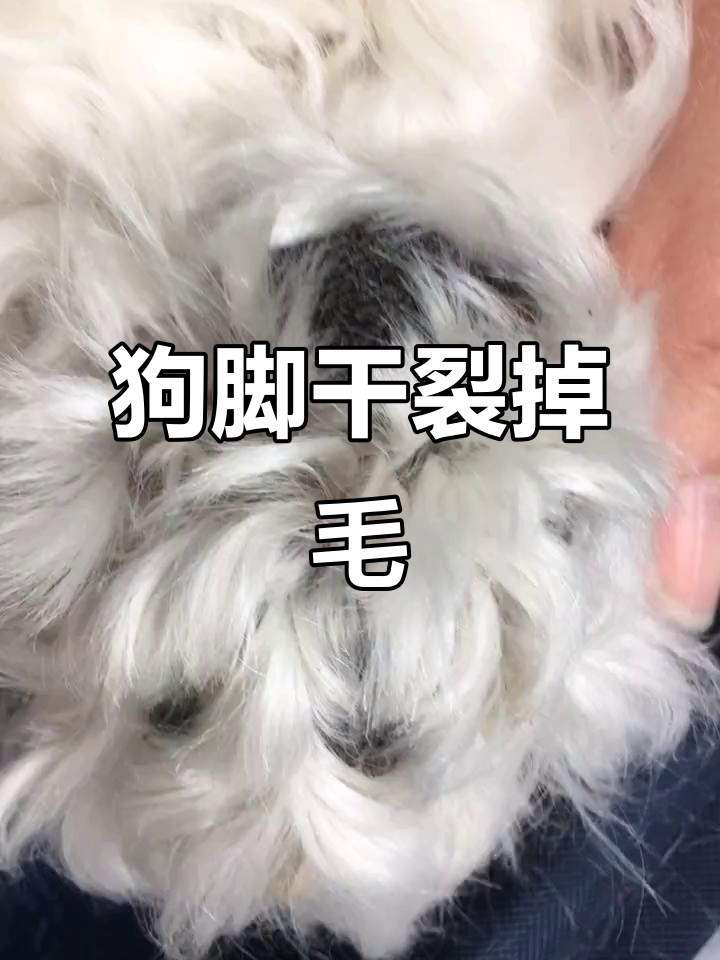 狗狗脚底变黑,像长蘑菇一样!