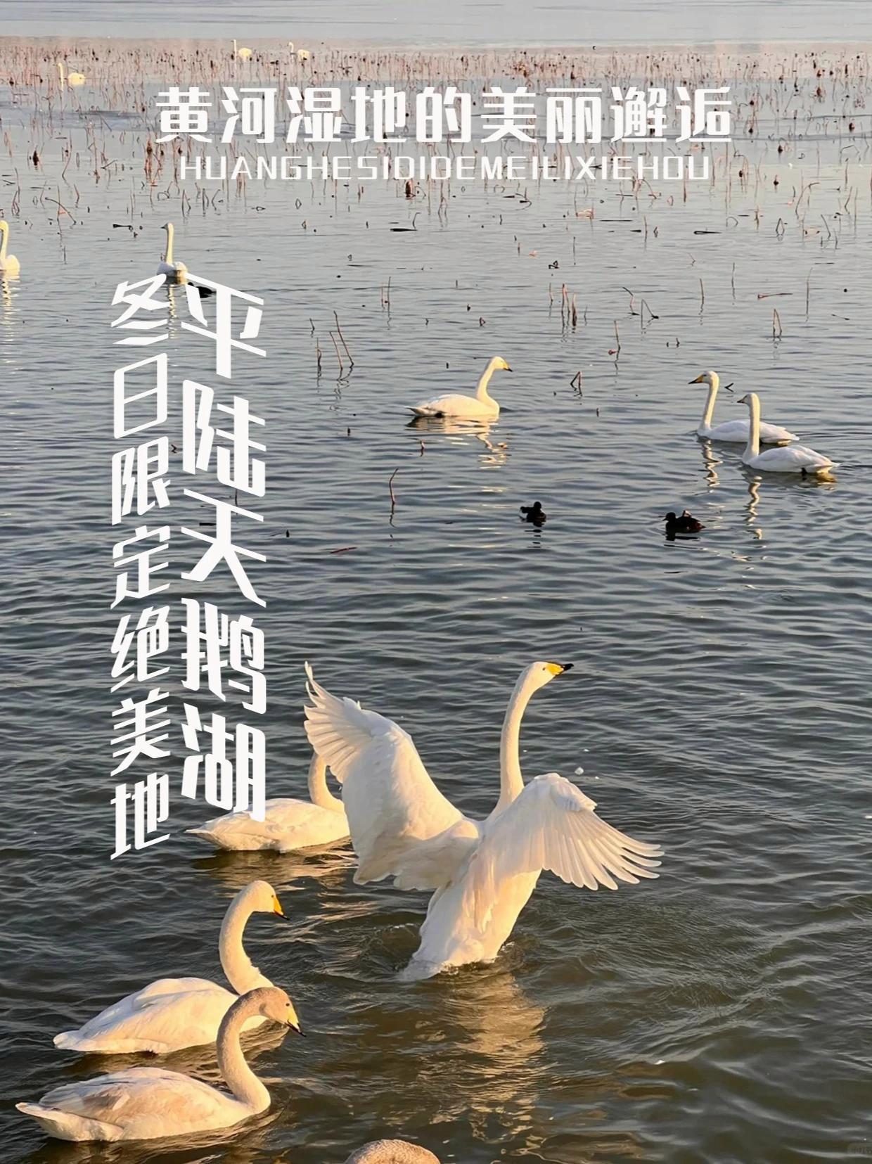 成群野生大天鹅在这里嬉戏、觅食、飞翔、休憩，构成了一幅人与自然和谐相处的美丽生态画卷。乡党