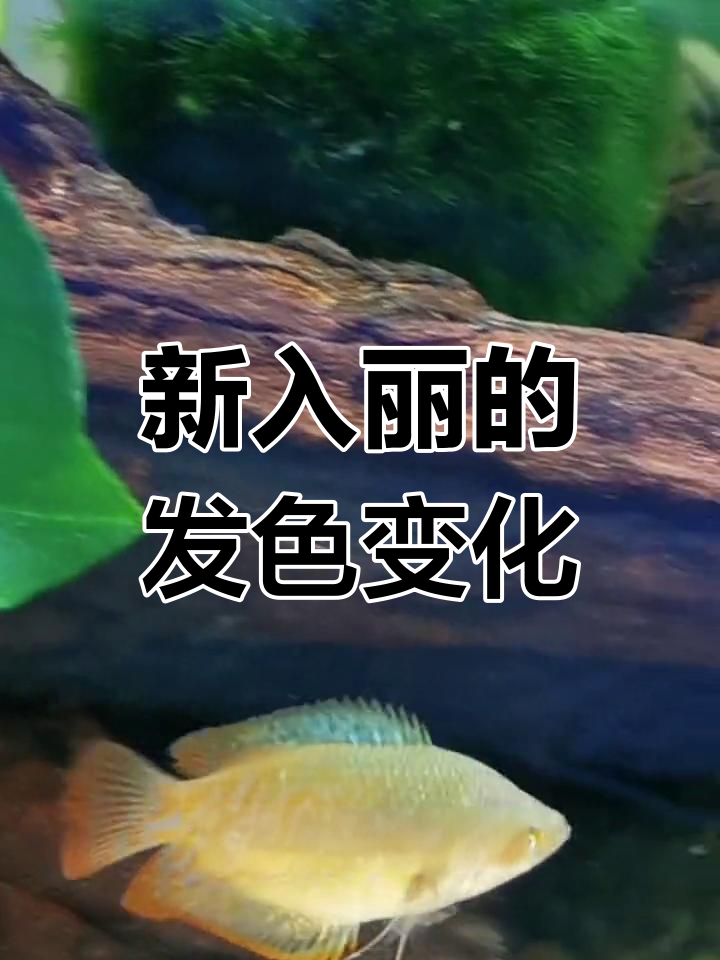 草缸新宠丽丽鱼来袭,蓝红双色对比