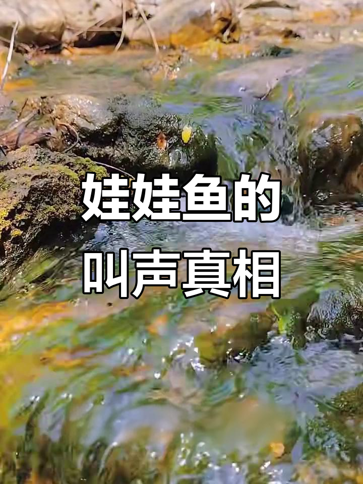 娃娃鱼真的会哭?15年养殖经验揭秘