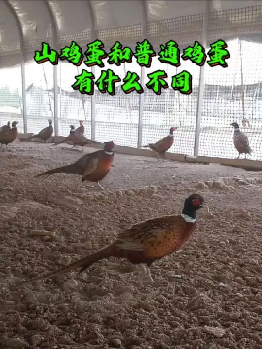 河北成安县北郎堡村张红伟养殖的七彩山鸡,目前养殖规模已达到6个大棚,2万余只,在成安当地养