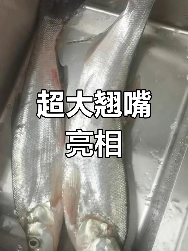 巢湖现最大翘嘴,淡水鱼之首惊艳钓鱼人