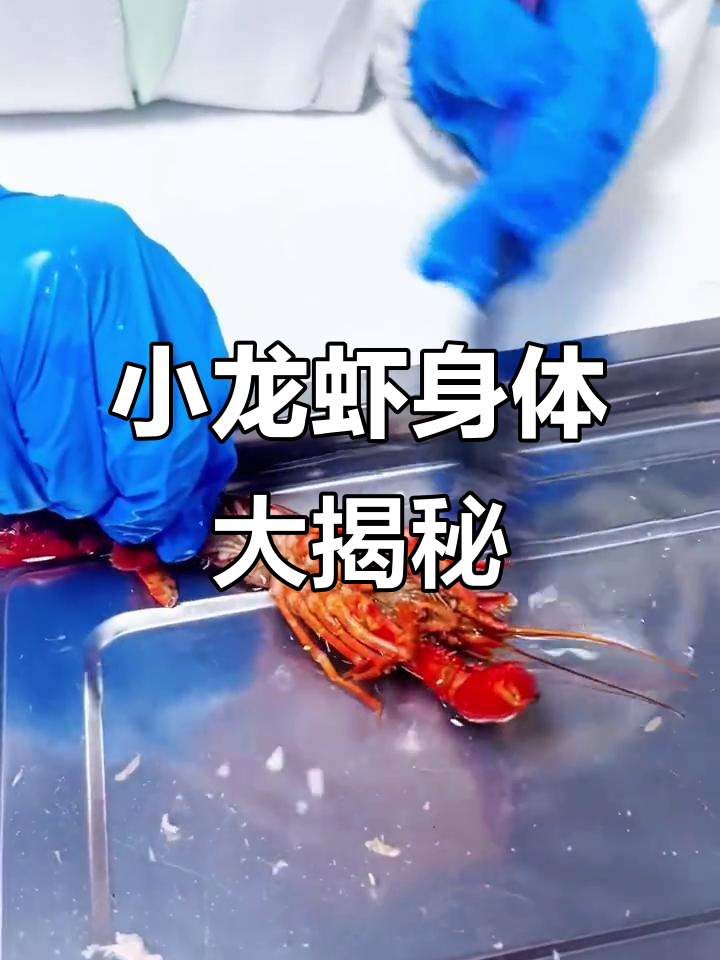 解剖小龙虾,揭秘复杂内部结构