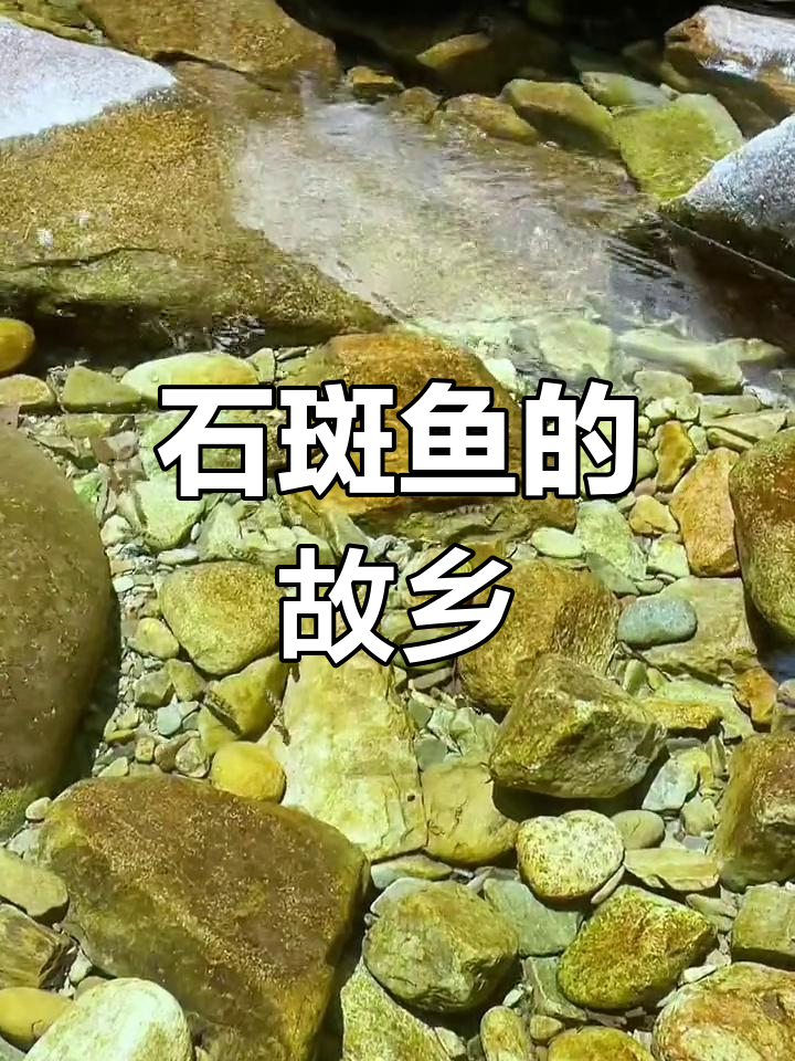 乡村小溪里的野生石斑鱼