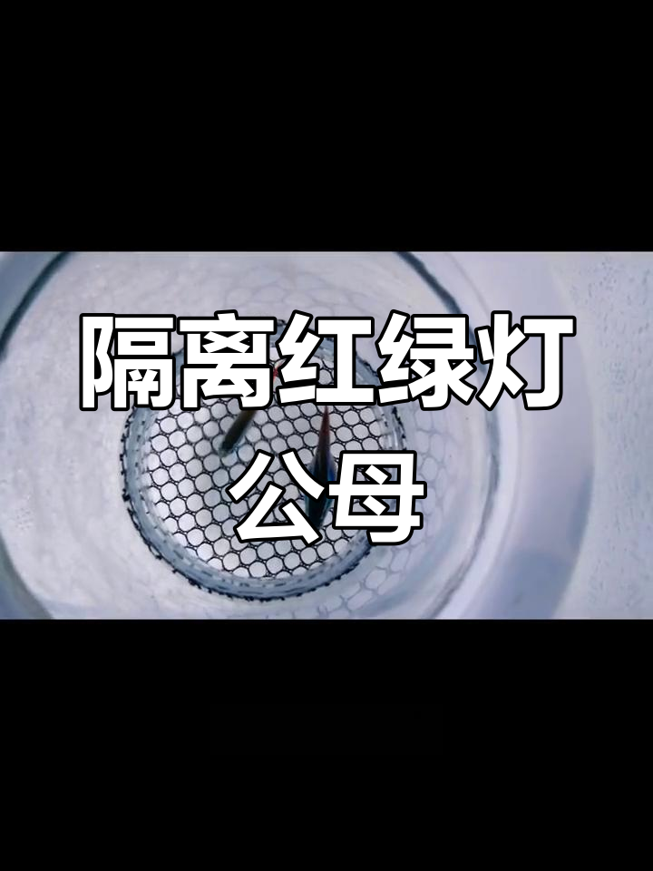 红绿灯母鱼腹部变大,尝试繁殖
