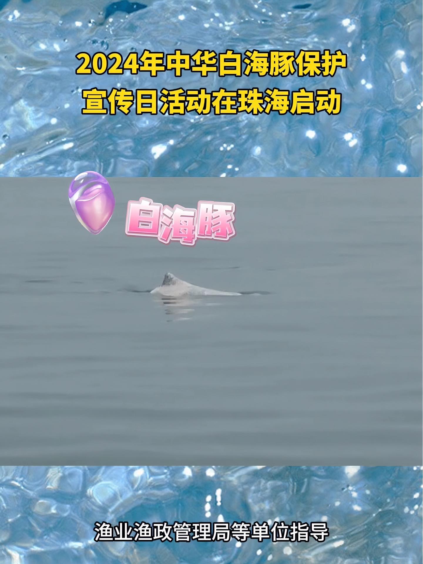 2024年中华白海豚保护宣传日活动在珠海启动 白海豚